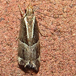 Helcystogramma lalmprostoma
